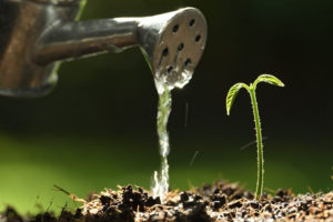 Bio urna ecológica: o seu pet pode virar uma plantinha