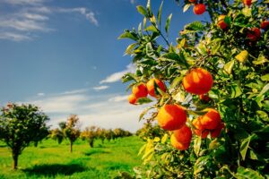 Startups vencedoras do desafio sobre a citricultura são divulgadas pelo Ministério da Agricultura, Pecuária e Abastecimento