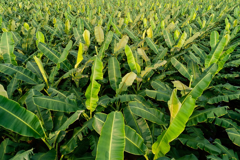 Ministério da Agricultura adverte sobre doença da bananeira