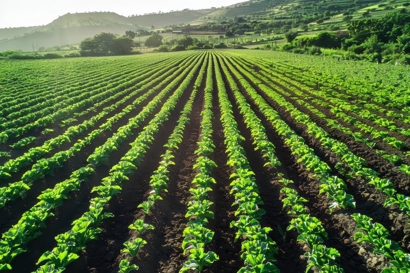 Desafios Globais e Sustentabilidade no Agronegócio